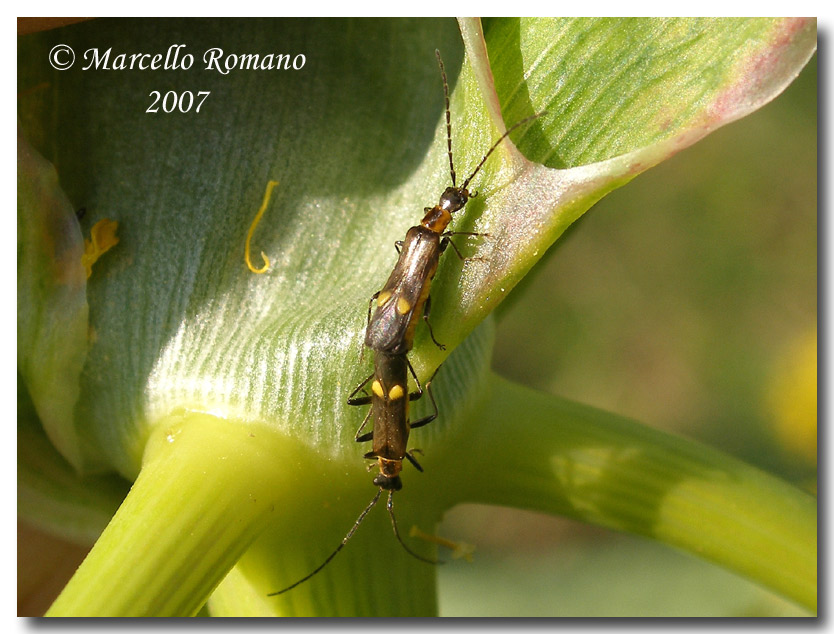 I generi Malthinus e Malthodes (Coleoptera, Cantharidae)